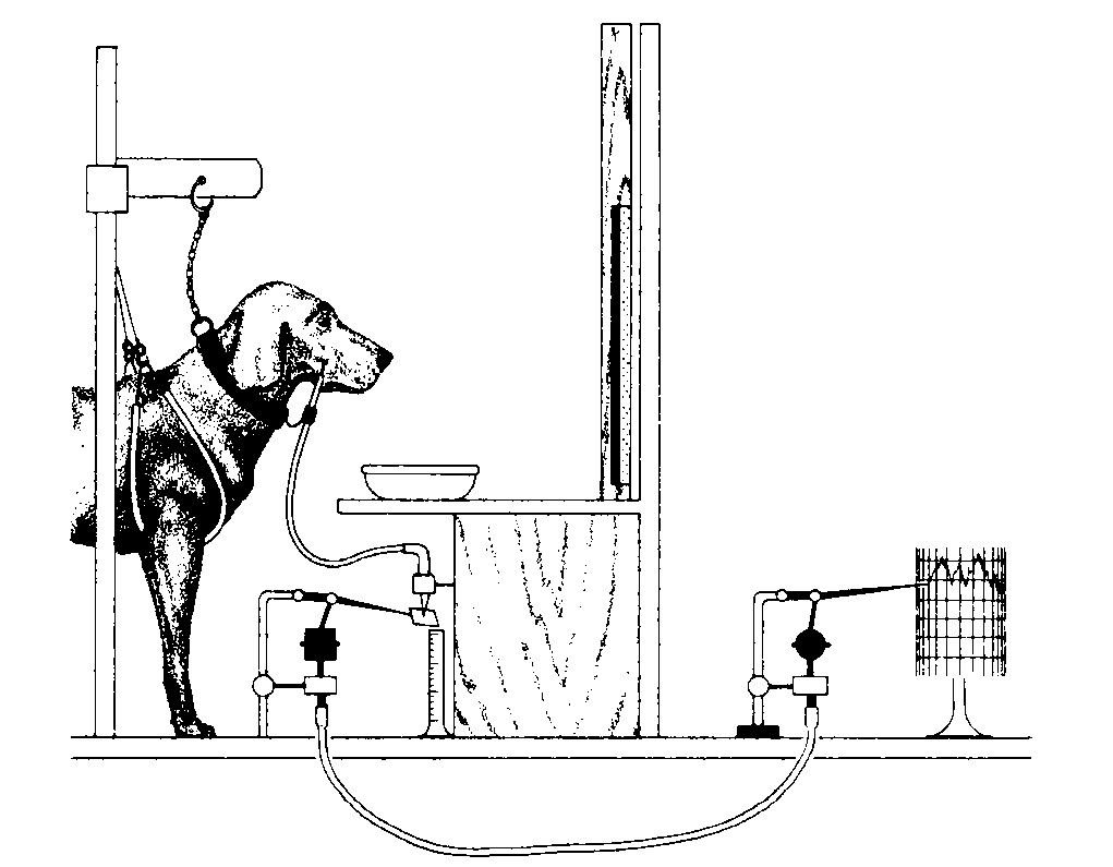diagram of dog in harness with tube in cheek