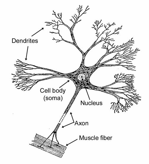 Simplified neuron diagram
